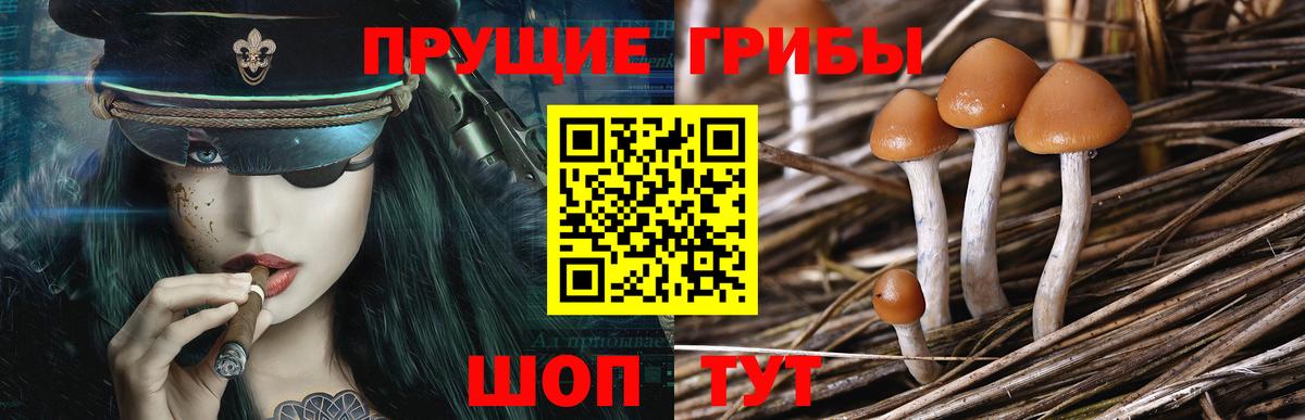 Галлюциногенные грибы Psilocybine cubensis Каменск-Шахтинский